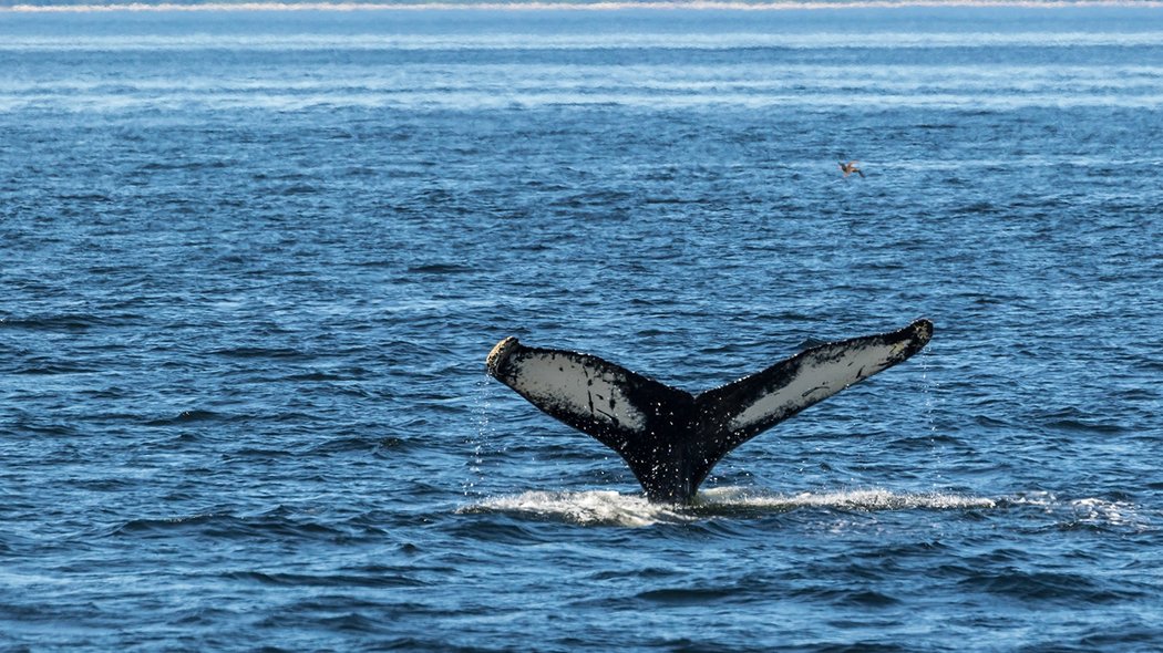 Whale in the Gulf of St. Lawrence