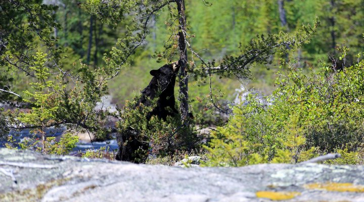 A bear in the forest