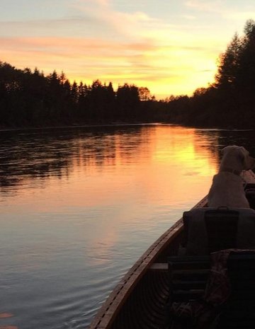 Un chien dans un canot au coucher du soleil