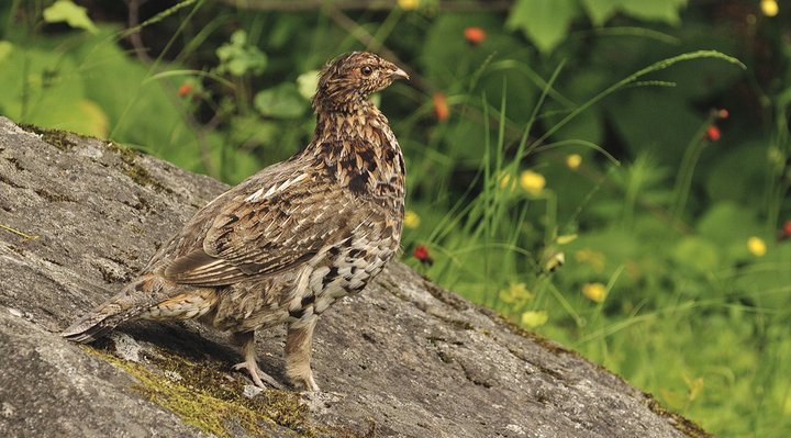 Ruffed grouse