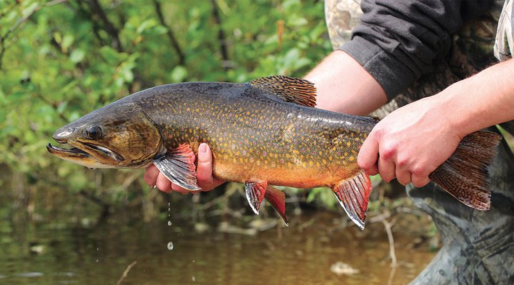 Brook or speckled trout