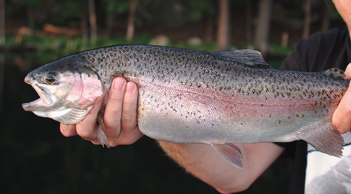 Rainbow trout