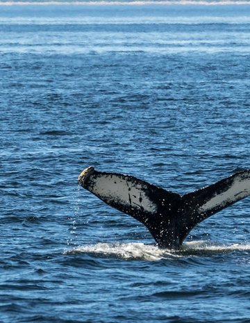 Whale in the Gulf of St. Lawrence