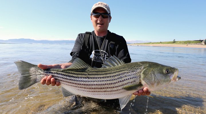 Stripped bass