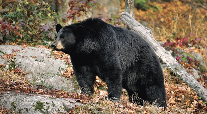 Black bear