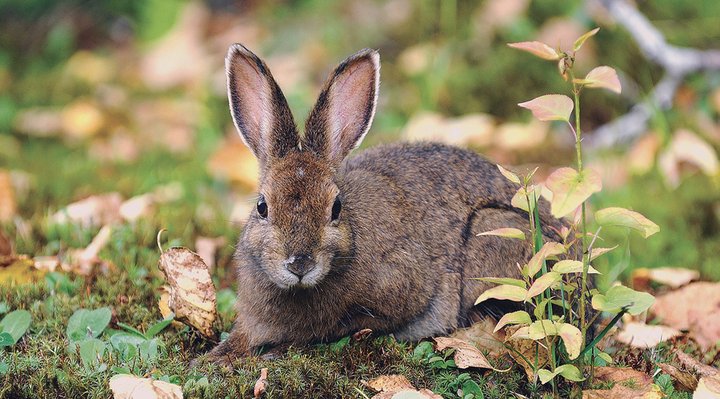 Snowshoe hare