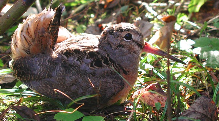 American woodcock