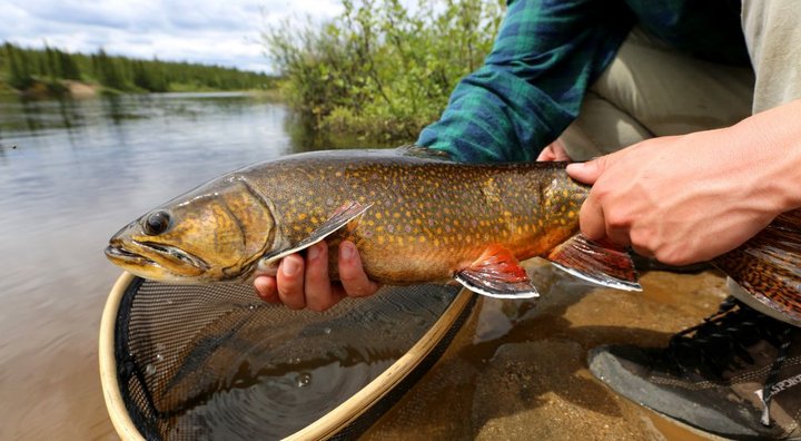 A large brook trout in the hands of a fisherman