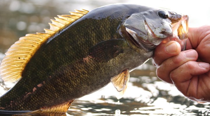 Smallmouth bass