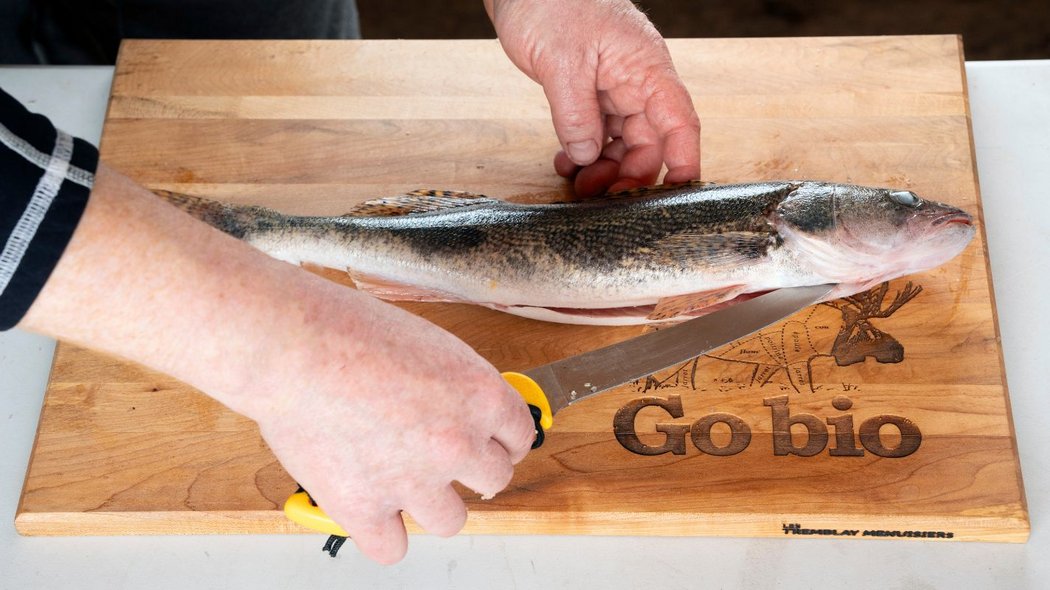 Someone gutting a walleye
