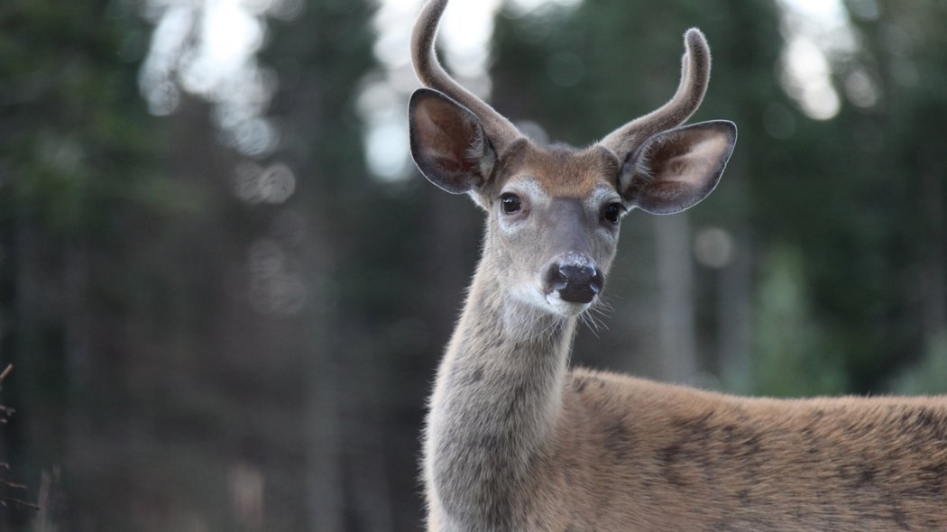 Deer