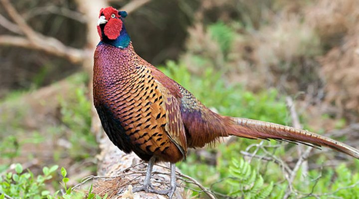 Pheasant