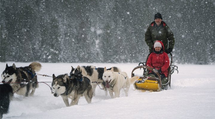 A couple on a dogsled