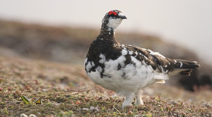 Ptarmigan