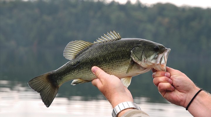 Largemouth bass