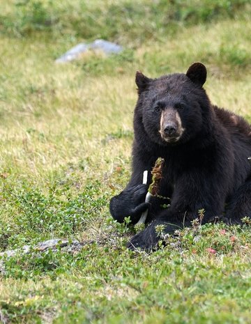 A bear in the grass