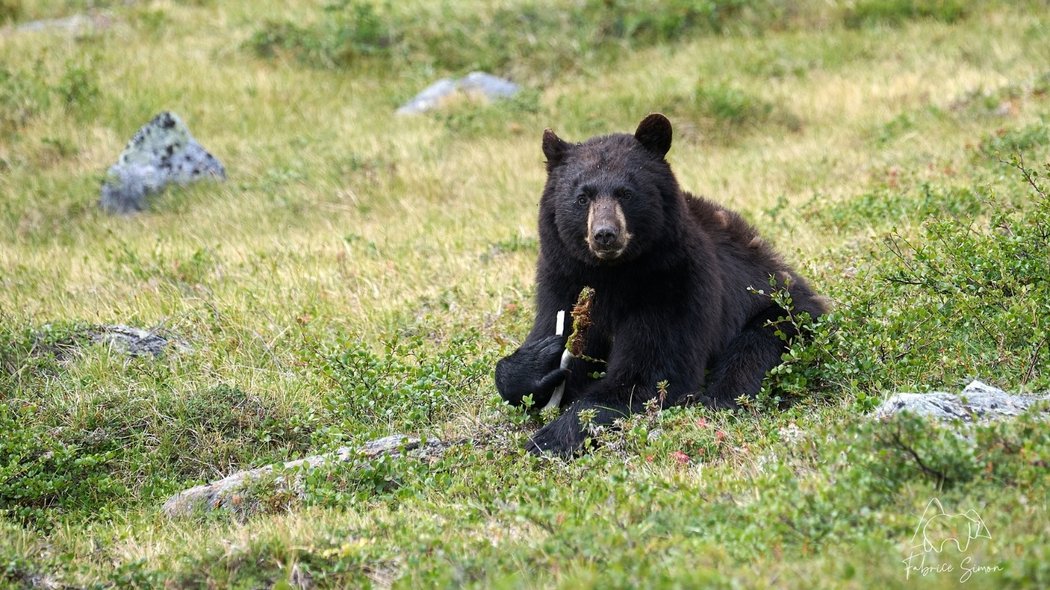 A bear in the grass