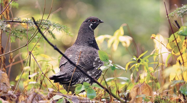 Tétras du Canada