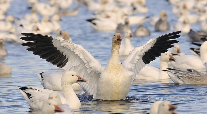 Snow goose