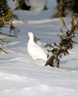 Lagopède des saules dans la neige