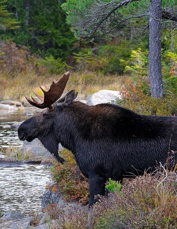 Orignal au bord de la rivière.