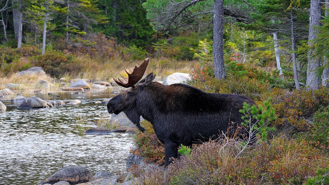 Orignal au bord de la rivière.