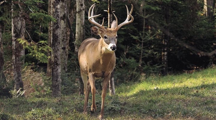 White-tailed deer