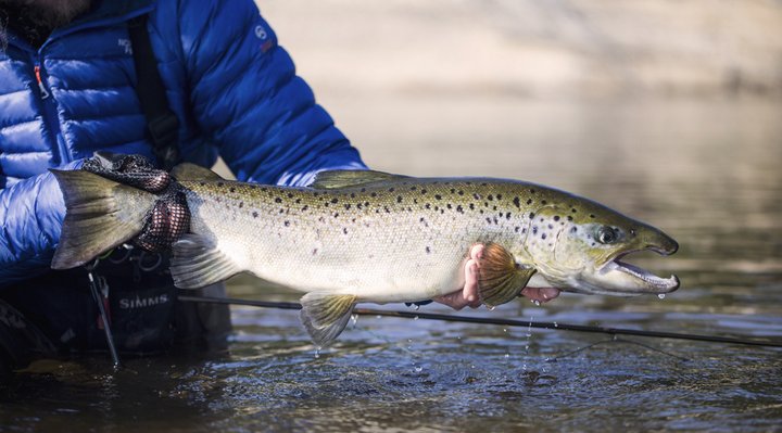 Species to Fish, Québec Outfitters