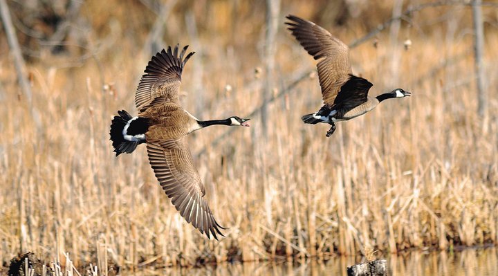 Canada goose