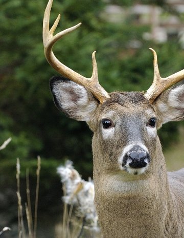Cerf 