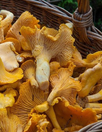 Mushroom basket 