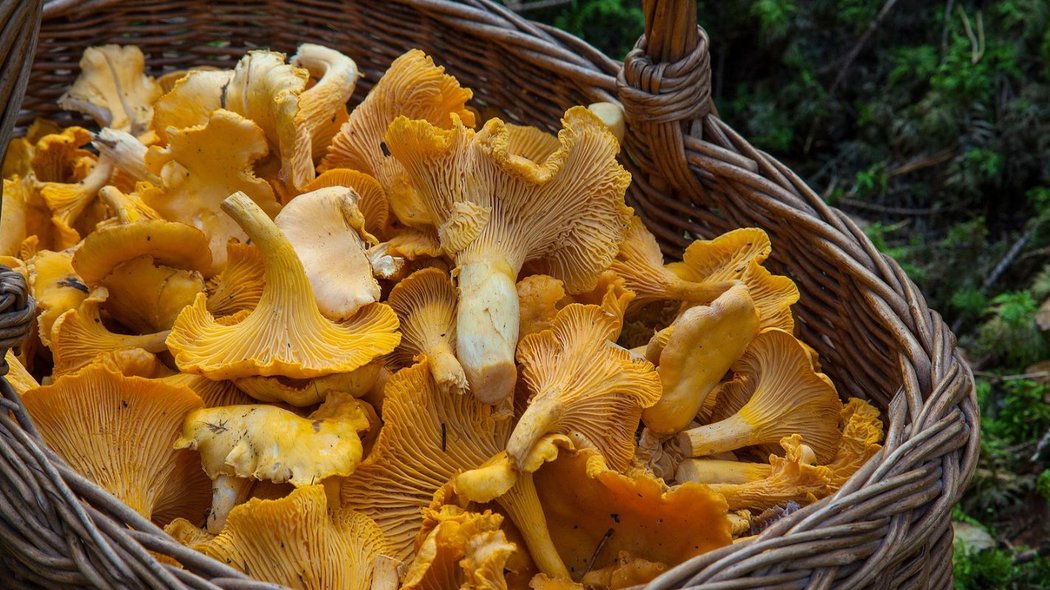 Mushroom basket 