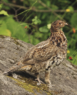 Ruffed grouse