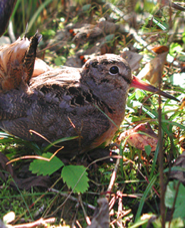 A american woodcock lying in the grass.