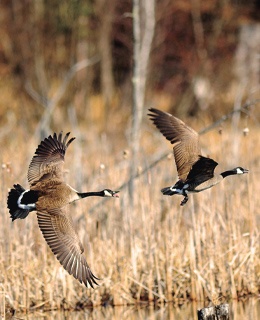 Two Canada goose in flight.