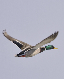 A duck in flight.