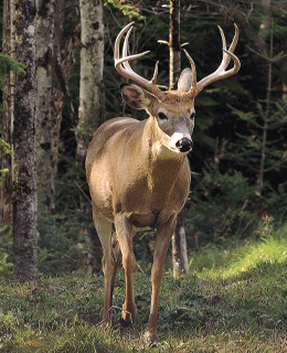 White-tailed deer seen from the front.