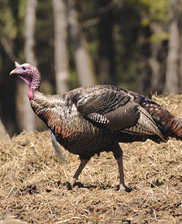 A wild turkey on a walk.