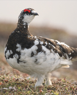 Ptarmigan