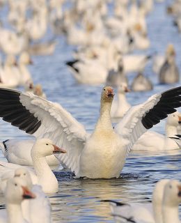 Snow goose