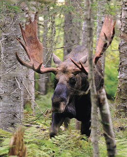 Moose