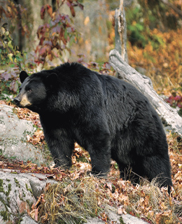 Black bear