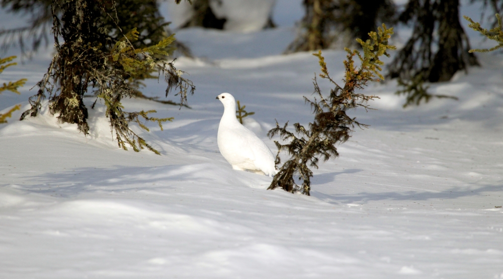 Lagopède des saules dans la neige