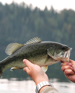 Largemouth bass