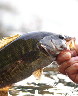 Smallmouth bass