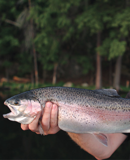 Rainbow trout