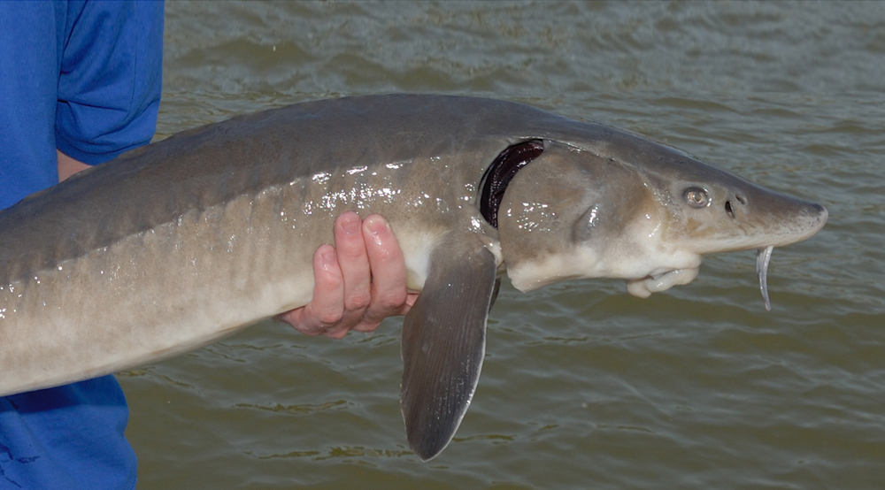 Sturgeon