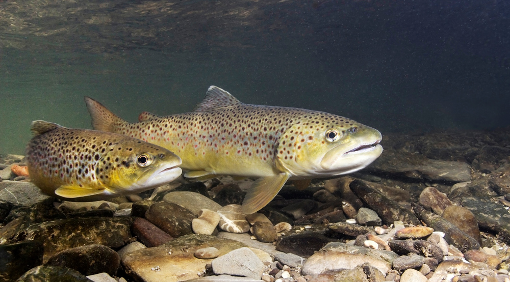 Brown trout