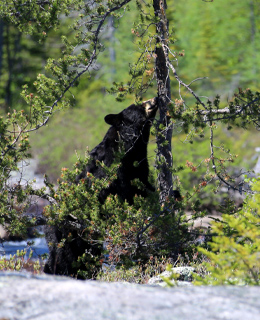 A black bear eating in a tree.