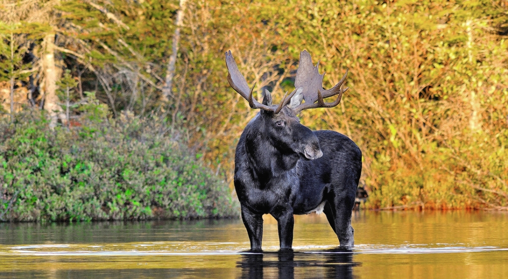 A moose standing in a river